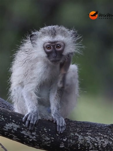 Meet a young male vervet. In South Africa, we call them blue ball monkeys. Nature is nothing if not… honest. Safari doesn't only teach you about wildlife. If you're paying attention, it teaches you about the people, humour, and languages shaped by living alongside it. #krugernationalpark #krugersafarispecialists #krugersafari #thisisafrica #wildandfree #nature #wildlife #monkey