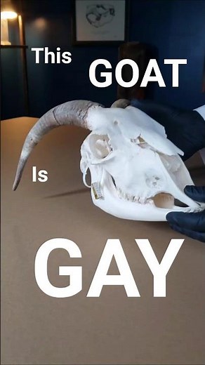 Goats are the gayest animals