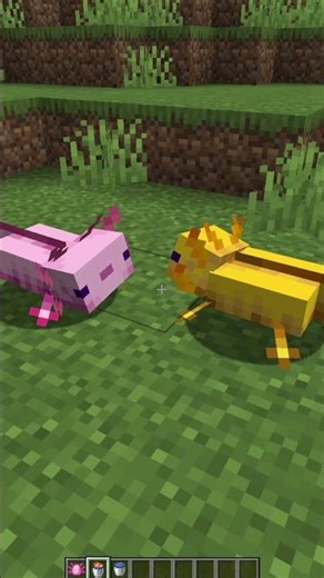 How to Breed Axolotl's in Minecraft