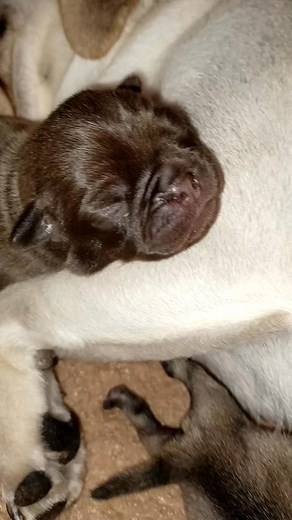 2K views · 165 reactions | Chocolate chip loves his momma #pugpuppies | Pug Mugs | Facebook