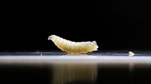 Human case of screwworm raises fear of parasite’s wider return