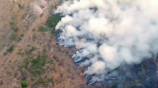 Worldwide pleas to save the Amazon as fires decimate rainforest