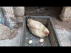 The hen broody for the first time 🥰