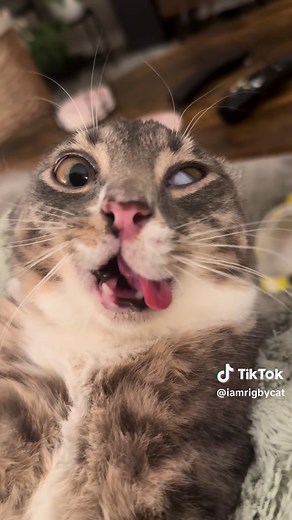 Funny Cat Brainrot Clips That Will Make You Smile