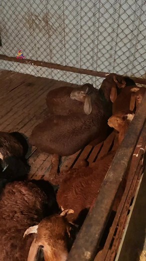 10K views · 320 reactions | Day 207: Complete Information About Osmanabadi Goat Farming & Business | Mini Vlogs With Farmers Market Farm #goat #business #idea #farming #village #authentic | Farmers Market Karnataka | Facebook