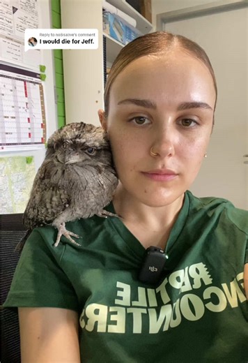 Reptile Encounters: Meet Jeff the Tawny Frogmouth
