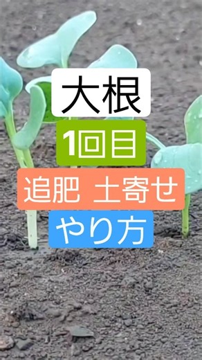 大根1回目の追肥土寄せまでのやり方#家庭菜園#大根#大根栽培#大根追肥