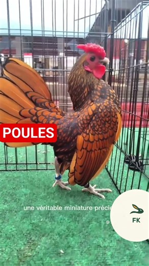 5 breeds of ornamental chickens #chickenbreeding #thesmallbreedingfk #ivorycoast #china #France