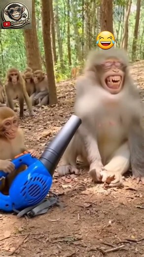 Funny animal compilation jan 8 2026 #animals #animalshorts #funnyanimals #shortsfeed #viralvideo #ka