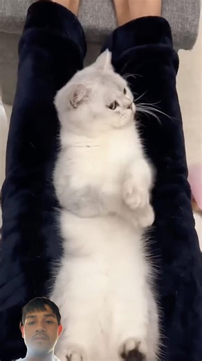 Cute kittens ❤️ #cat #kitten