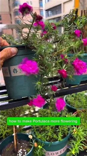 How to make Portulaca more flowering #flowering