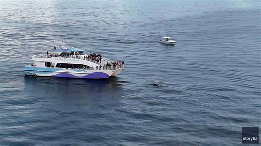 Orca Pod Make a Splash Near Southern California Coast