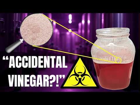 “Something Infected My Plum Cider”