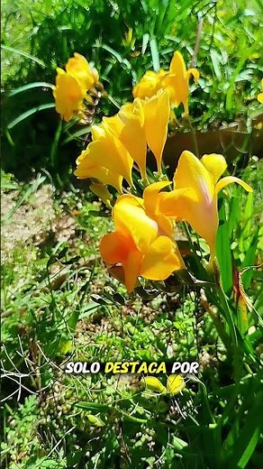 🌼 Fresia amarilla: belleza y aroma en un instante