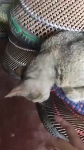 obuna bulamiz akalar 😂#oltinbek_golden #oltinbek_gold