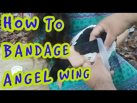 HOW TO TREAT ANGEL WING IN DUCKS AND GEESE - What is it? What causes it?