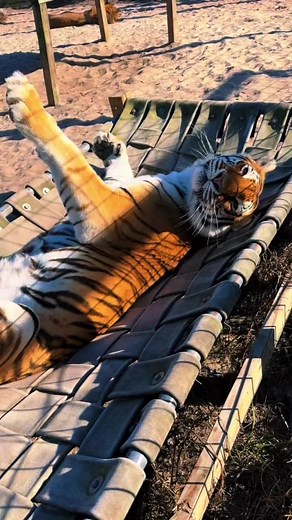 Summer lounging #bigcat #bigcats #cat #cats #tigers #wow | Single Vision, Inc.