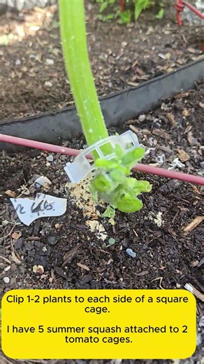 Training summer squash to a tomato cage #garden #seedstarting #naturalpestcontrol #staking
