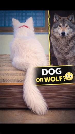 Wait… Is That a Wolf? 😳🐺 This Doesn’t Look Like a Dog… 😳🐶👉 Dog or Wolf? Decide Yourself 😳🐺