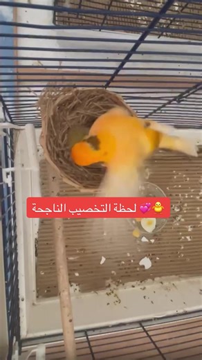Successful Canary Breeding Techniques