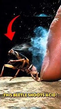 This Beetle Is a Living Flamethrower!