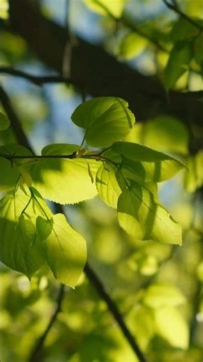 Study Music – Beneath the Willow Tree