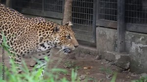 Javan Leopard Behind Bars of Conservation Zoo Cage