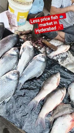 Less Price Fish 🐟 market in Hyderabad Bharat Nagar 📌#hyderabad #viral #fish