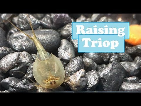 raising triops