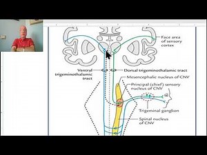 Anatomy of CNS Module in Arabic 2024 (Pathway of sensations from the head), Dr. Wahdan.