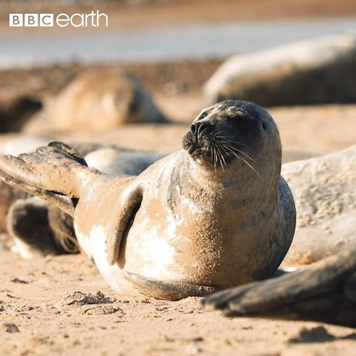 Why DO seals do the banana? 🍌 | BBC Earth