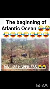 44K views · 214 reactions | The beginning of Atlantic Ocean  #animal #kasongoyeye #doglover #doglife #wildlife | Cyprian Paul | Facebook