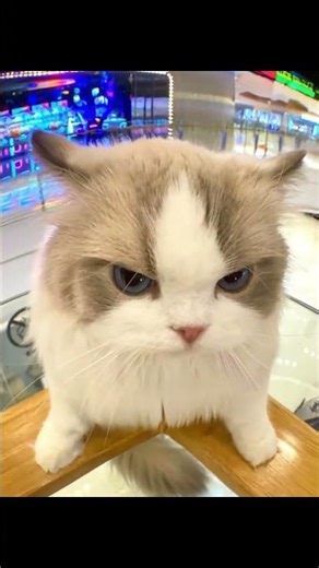 Cutest Angry Cat You’ll Ever See 😾❤️