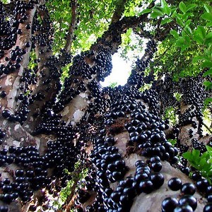 The Most Beautiful Fruits You’ve Never Seen | Israel Agriculture Love