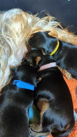 💕On va quand même faire une petite vidéo des mamans ❤️❤️ 💕En premier Tesla de la vallée des roses rouges 💕 ✨Nous sommes dans les Vosges 88 ✨ | Elevage la Vallée des Roses Rouges