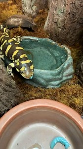 1.7K views · 33 reactions | Tiger Salamanders live up to their name in more ways than one. Besides their vibrant yellow stripes, Tiger Salamanders also have a voracious appetite, feeding on insects, worms, frogs and even other salamanders. | Central Florida Zoo & Botanical Gardens | Facebook