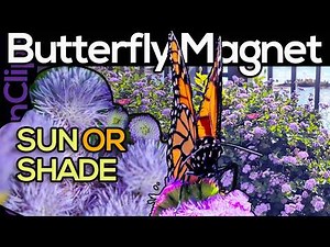 How to Grow Ageratum: The "Never Aging" Secret for a Butterfly Garden 🦋 (Ageratum houstonianum)