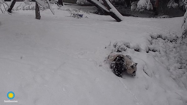 ❄️🐼 New year, new Xiao Qi Ji! In January 2021, our giant panda cub was a little wary during his first encounter with snow. This morning, the 16-month-old plowed face-first into the fresh powder, rolled around and relished the year's first #SnowDay. His belly-sliding skills are 10/10! 🐾 . . . #PandaStory #DC #Snow | Smithsonian’s National Zoo and Conservation Biology Institute