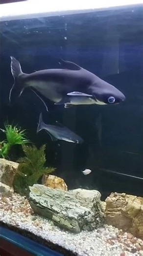 Types of fish .....#fishing