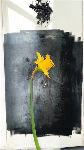 🏴󠁧󠁢󠁷󠁬󠁳󠁿Dydd Gŵyl Dewi Hapus. 🏴󠁧󠁢󠁷󠁬󠁳󠁿 Happy St Davids Day! Some of my ancestors lived around Monmouthshire so I always enjoy celebrating at this time of year. The Daffodil is the is the dual national emblem of Wales alongside the Leek and the birth flower for March and the focus for my newsletter this month alongside the Dove, it comes with a booklet full of illustrations, poetry, folklore and a digital daffodil print to download. Printing with beautiful daffodils, in Cornwall they 