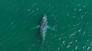 Using AI and an eye from space to keep whales safe