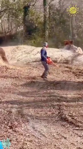 A Day in the Life of an American Logger 🌲💪 #satisfying #arborist #vanisle #dangerous #fallen