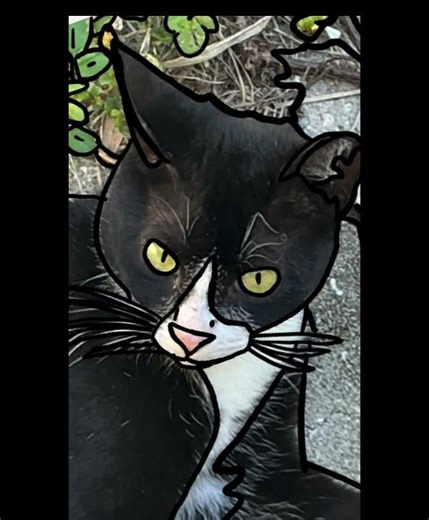 Cartoonizing my cat #Cute #Cat #Art #Drawing #Cartoon #CuteCat￼