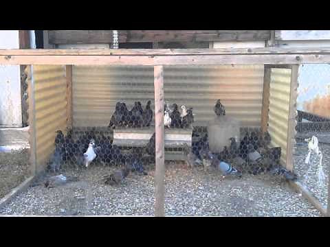 capture pigeon
