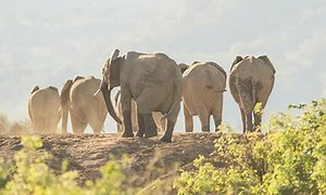 A Royal Day - Royal Zambezi Lodge