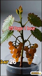 Grapes Time Lapse 🍇25 Days 1 hour From Seed to Sweet Bunches#Grapes#GrapesTimelapse#TimeLapse#ai
