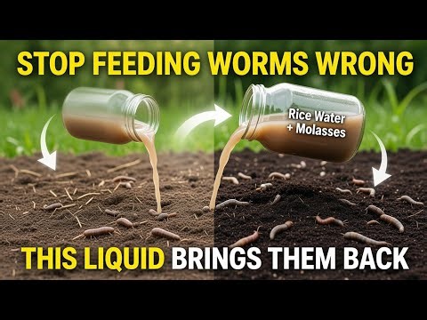 Rice Water & Molasses Soil Hack – The Worm-Magnet Trick Pro Gardeners Swear By