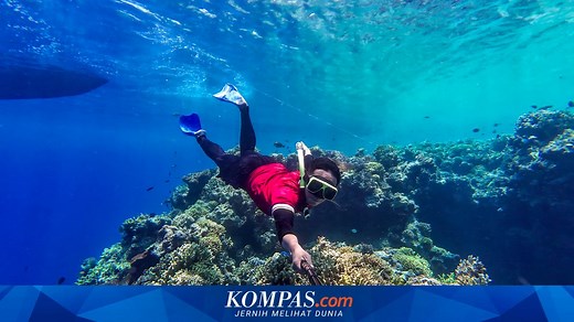 Scuba Diving vs Free Diving, Apa Bedanya?