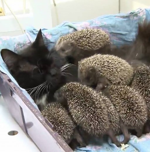This cat adopted 8 baby hedgehogs and it's as adorable as you'd think it would be. Via Nameless.tv | AOL