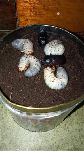 amazing!! two beetles and four beetle larvae quickly burrowed into the soil #shorts